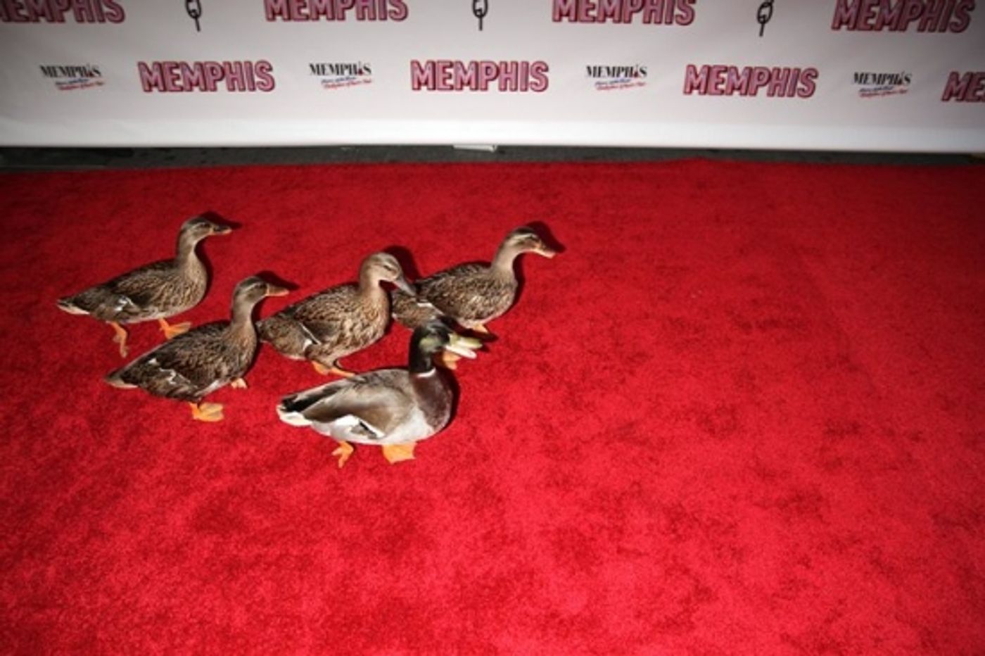 Photo Coverage: MEMPHIS on Broadway at the Shubert Theatre - Opening Night Arrivals  Image