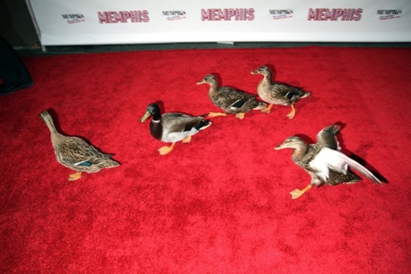 Photo Coverage: MEMPHIS on Broadway at the Shubert Theatre - Opening Night Arrivals  Image