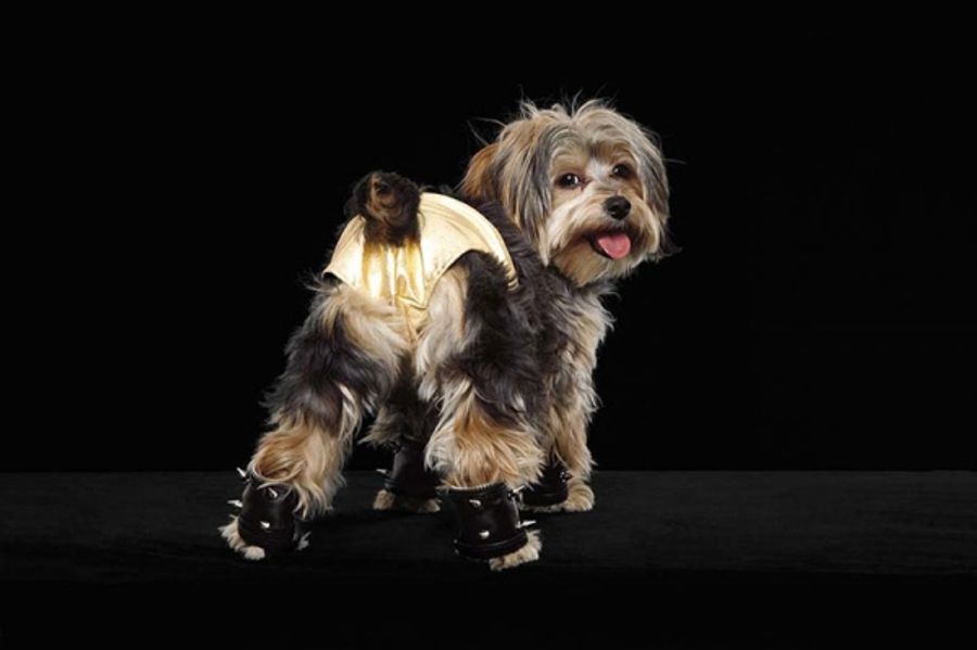 Photo Flash: Out.com Photo Shoot with Broadway Dogs Image