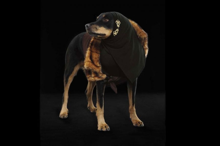 Photo Flash: Out.com Photo Shoot with Broadway Dogs Image