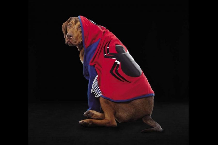 Photo Flash: Out.com Photo Shoot with Broadway Dogs Image