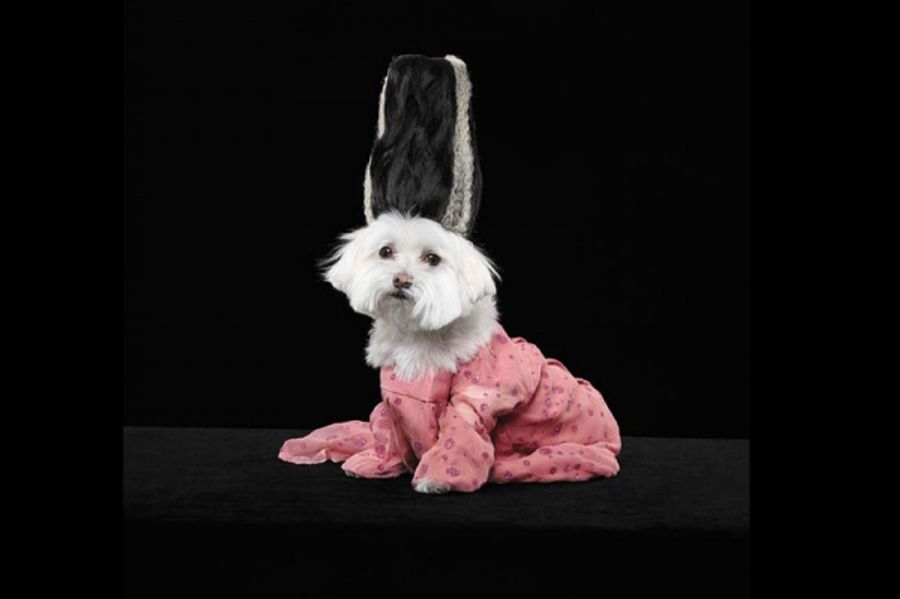 Photo Flash: Out.com Photo Shoot with Broadway Dogs Image