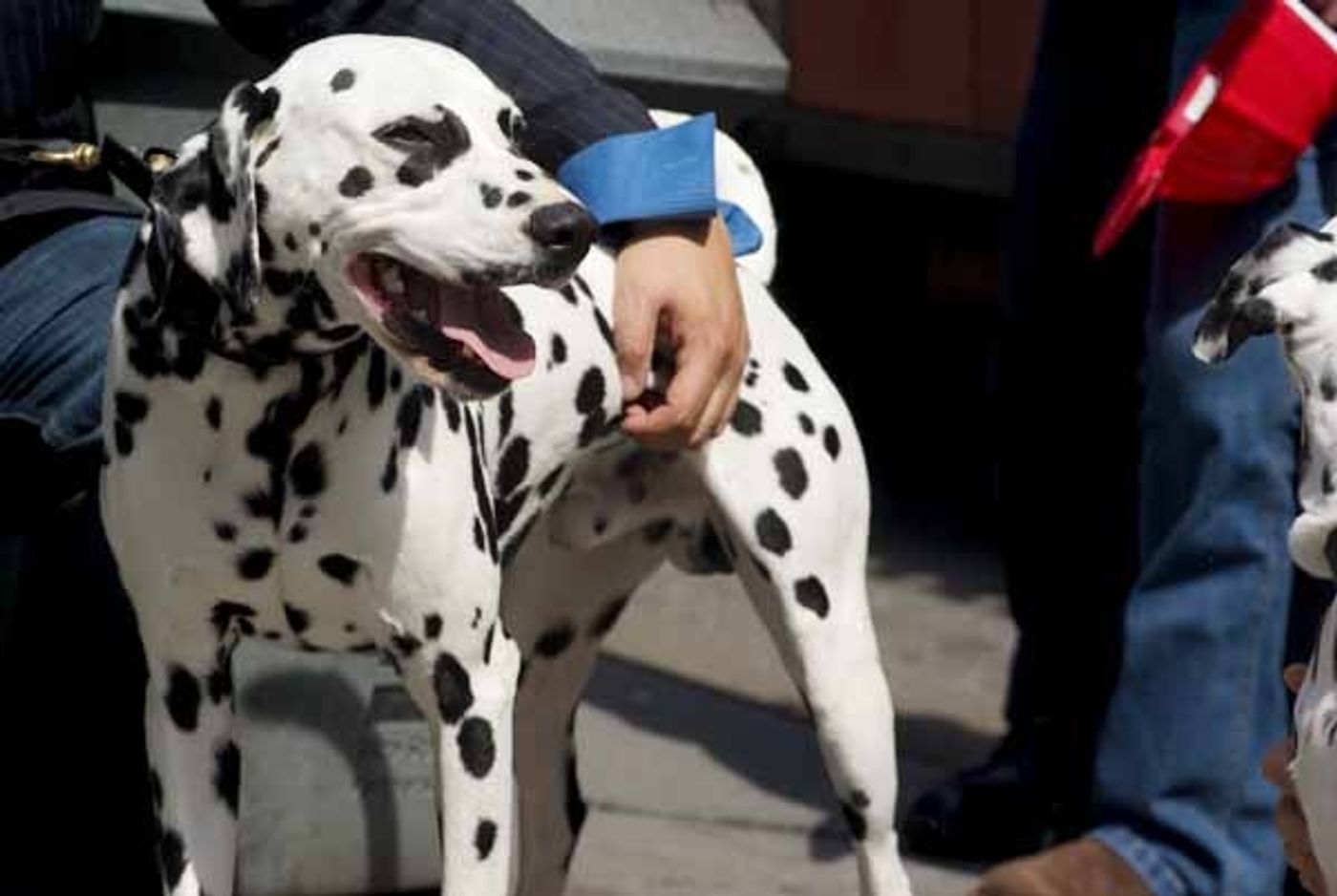 Photo Coverage: 101 DALMATIONS Arrives in New York City  Image