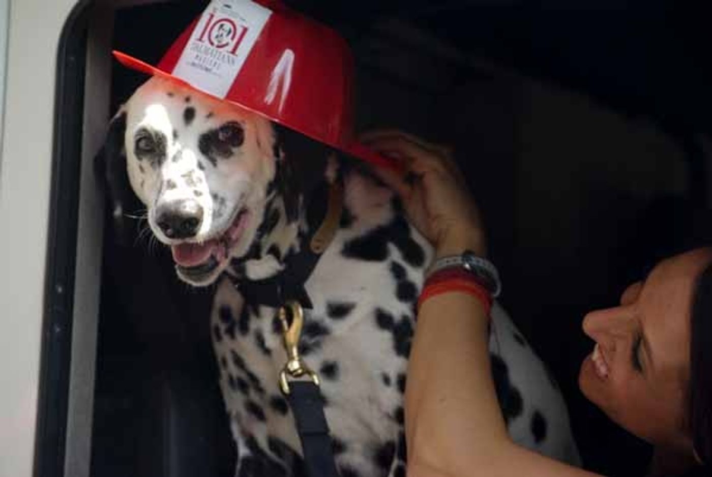 Photo Coverage: 101 DALMATIONS Arrives in New York City  Image