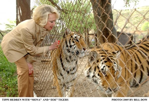 Photo Flash: Tippi Hedren at Magic Castle's LEGEND SERIES  Image