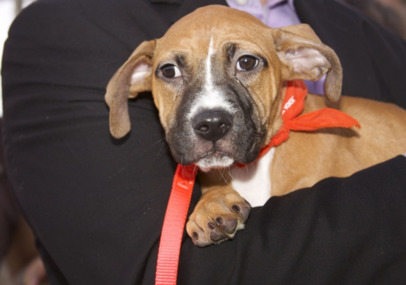 Photo Coverage: Peters Promotes Broadway Barks Adopt-A-Thon  Image