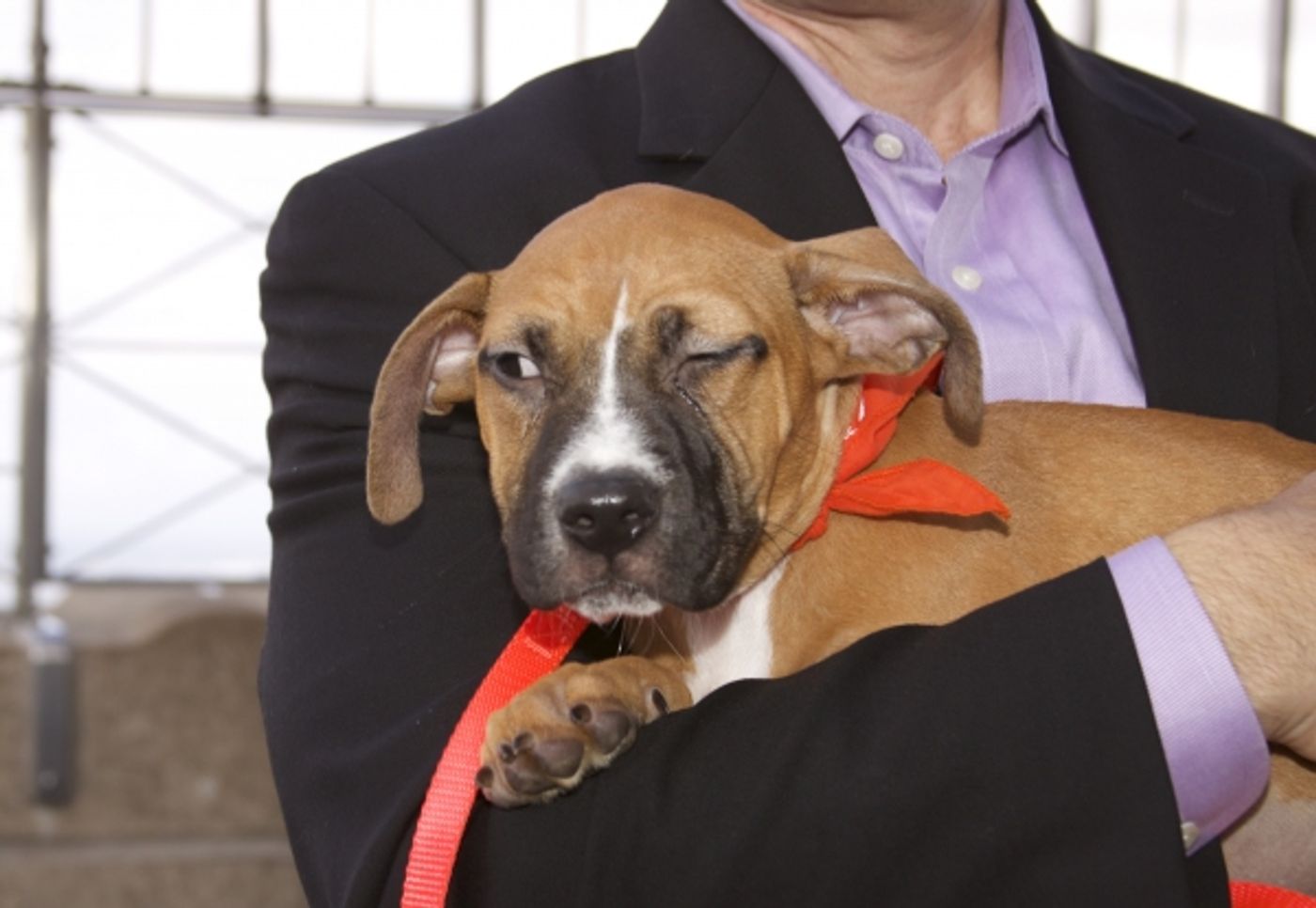 Photo Coverage: Peters Promotes Broadway Barks Adopt-A-Thon  Image