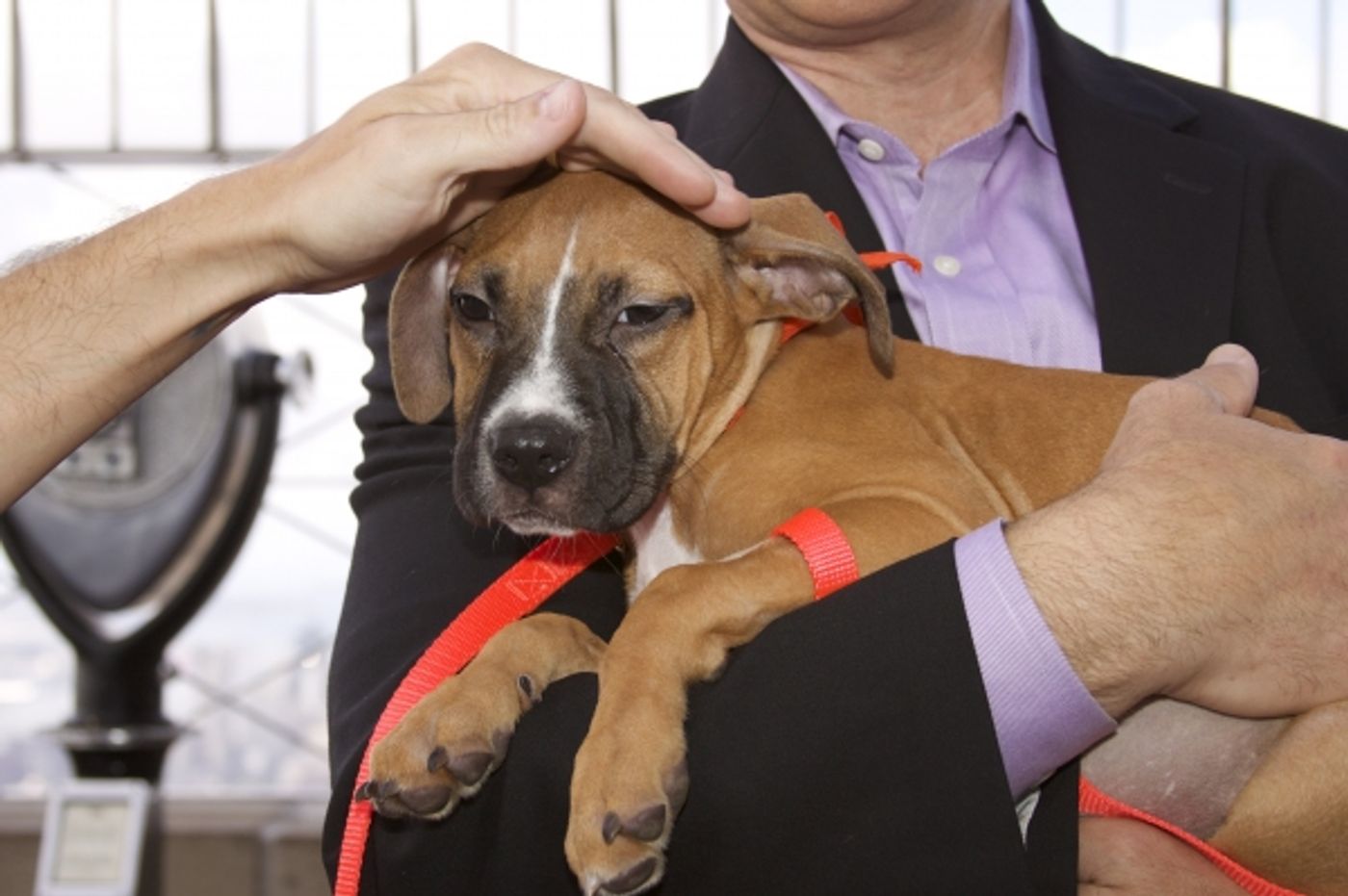 Photo Coverage: Peters Promotes Broadway Barks Adopt-A-Thon  Image