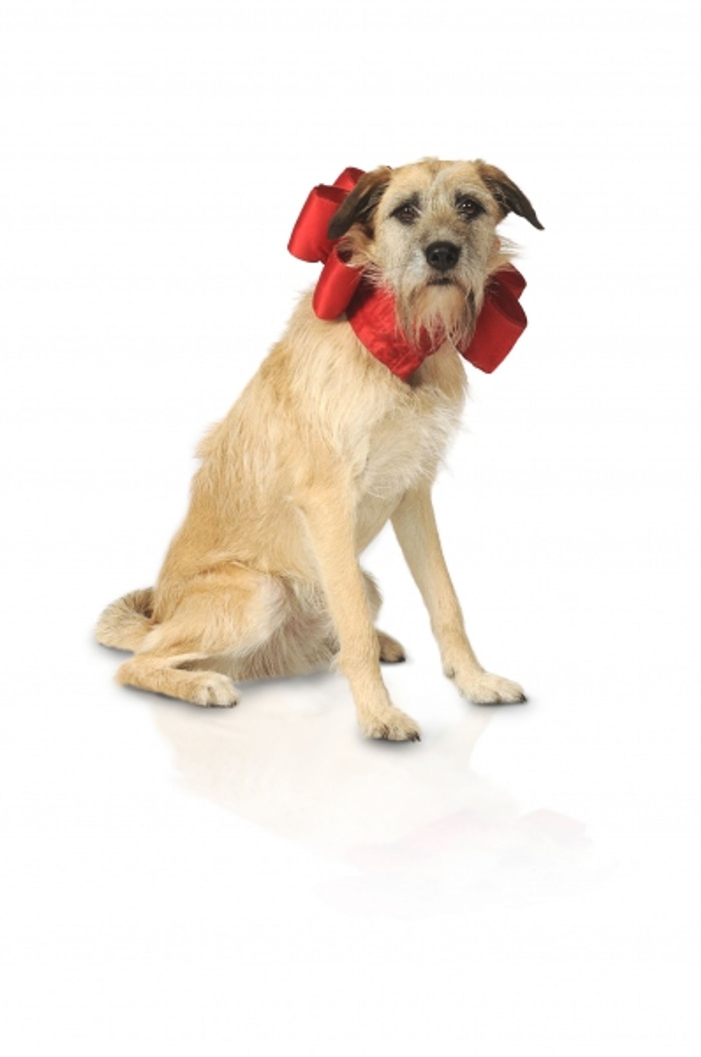 Photo Flash: HCT Presents ANNIE  Image