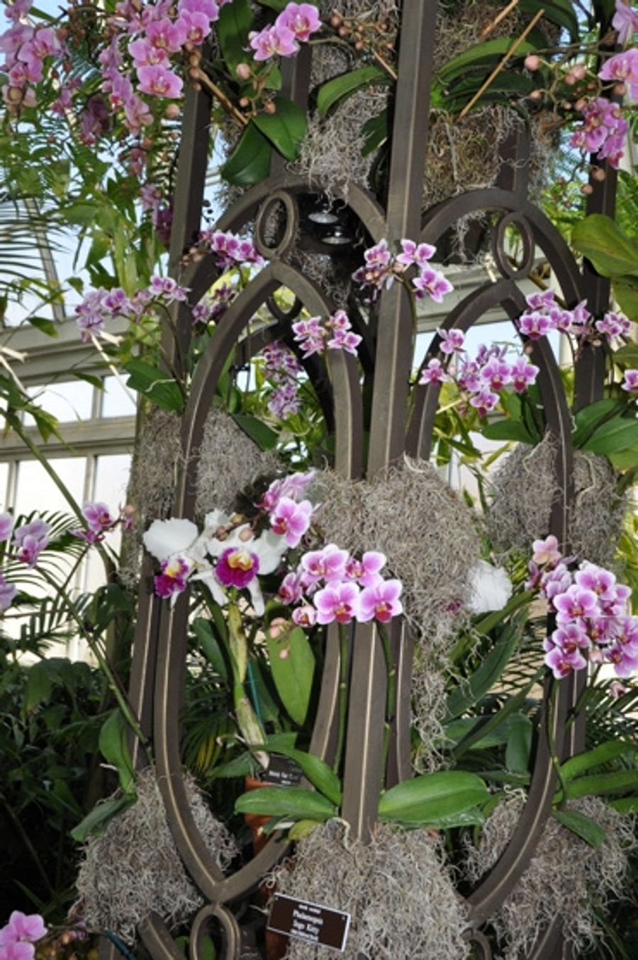 Photo Coverage: THE Orchid Show: On Broadway Image