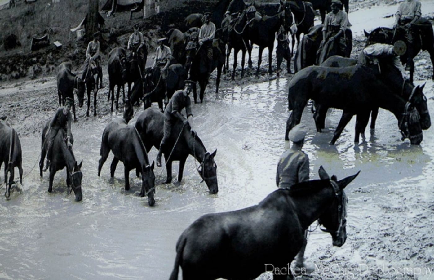 Photo Coverage: First Look at War Horse in Toronto  Image