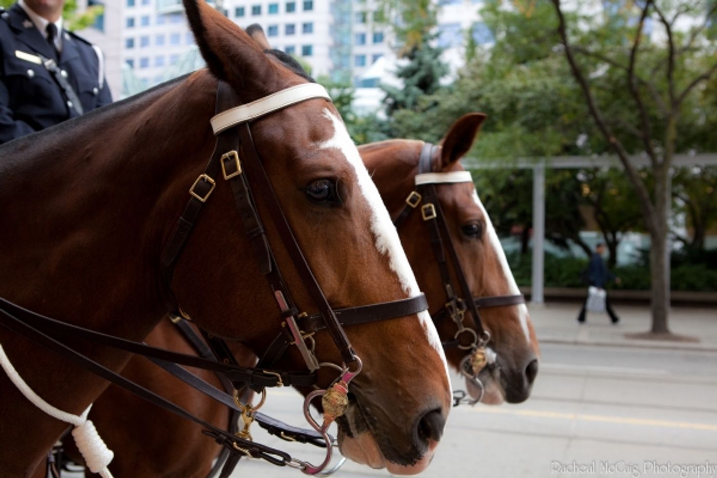 Photo Coverage: WAR HORSE Fan Ticket Giveaway in Toronto  Image