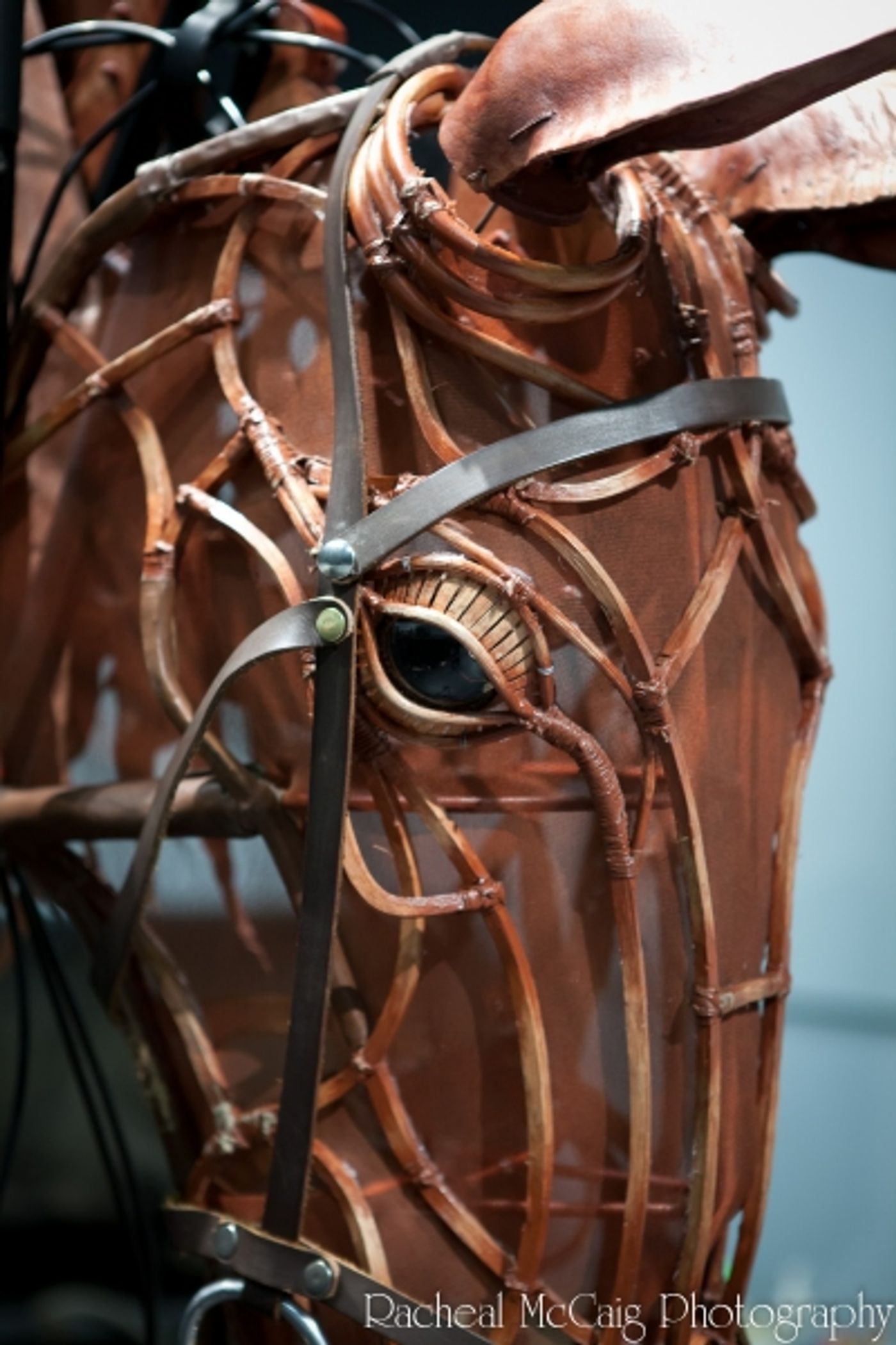 Photo Coverage: Sneak Peek at Toronto's WAR HORSE  Image