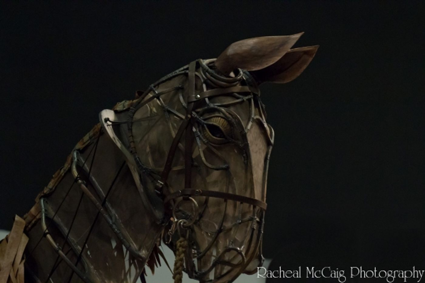 Photo Coverage: Sneak Peek at Toronto's WAR HORSE  Image