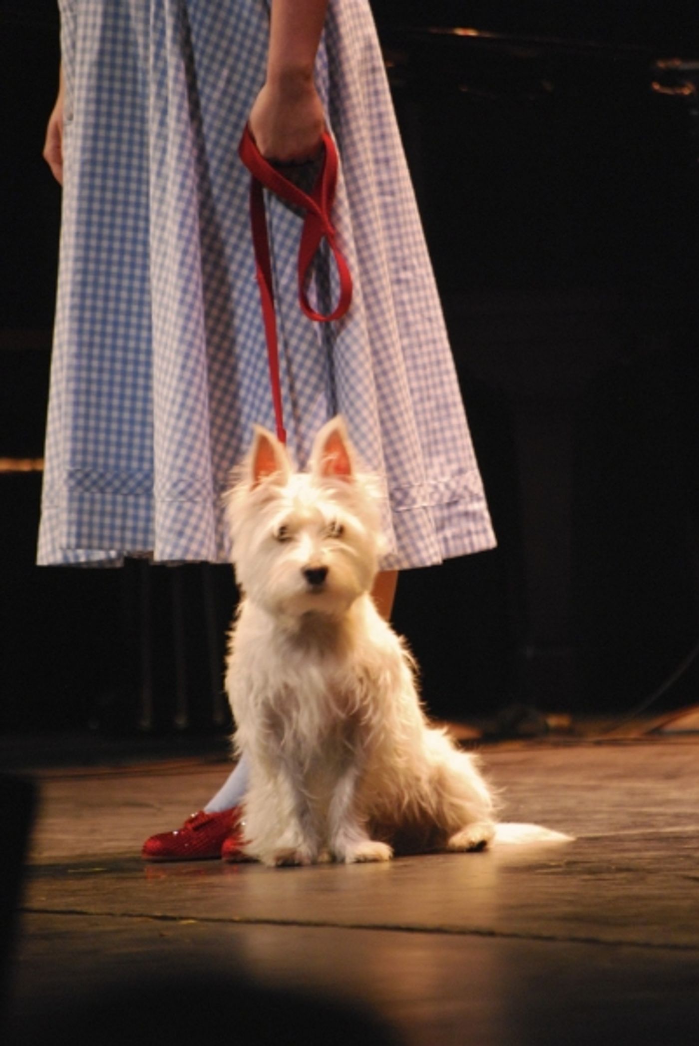 Photo Coverage: Mirvish '12-'13 Season Announcement - Colm Wilkinson, Tony Danza & More!  Image
