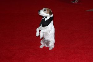Uggie @ BroadwayWorld Uggie Photo