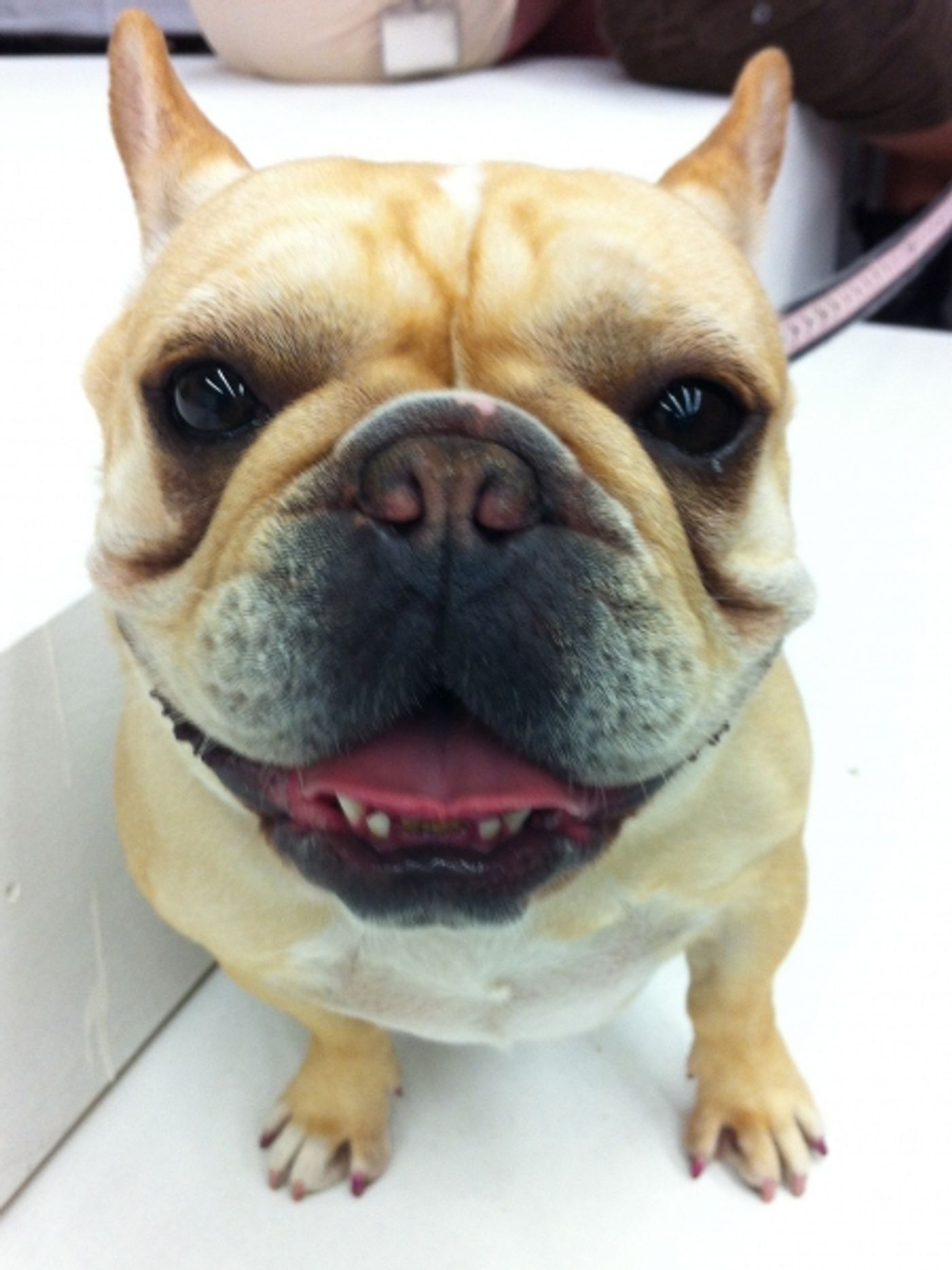 Photo Flash: First Look at Arvada Center's LEGALLY BLONDE! Photo Flash: First Look at Arvada Center's LEGALLY BLONDE! Image