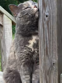 allyk Profile Photo