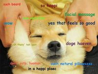 CoolDogeGuy Profile Photo