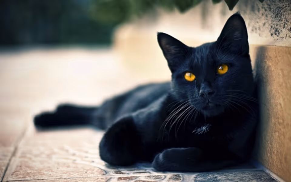 Black Cat profile photo