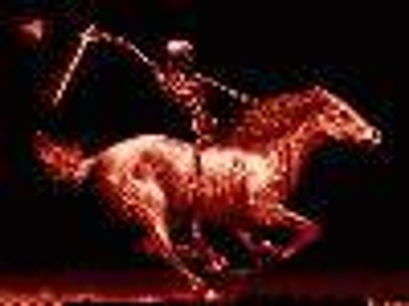 Equus profile photo