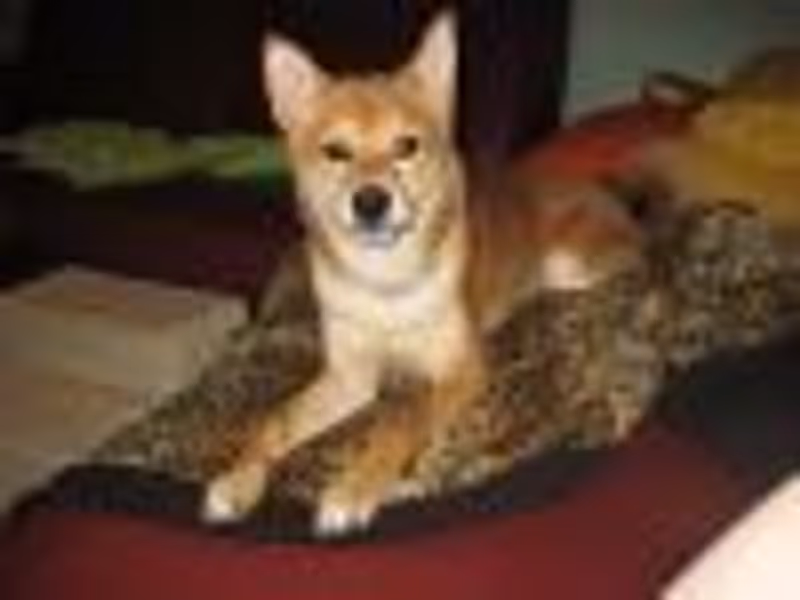 Joop profile photo