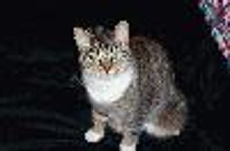 bettyschaefer Profile Photo