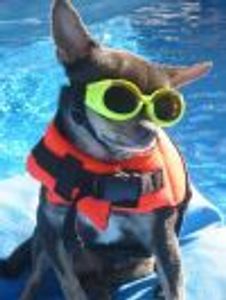 lildogs Profile Photo