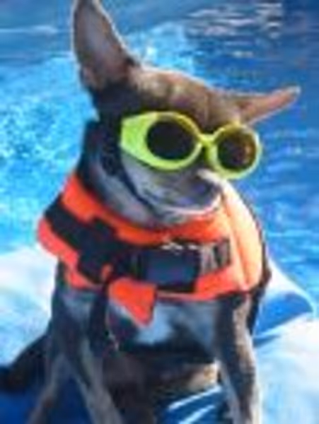 lildogs profile photo