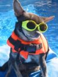 lildogs Profile Photo