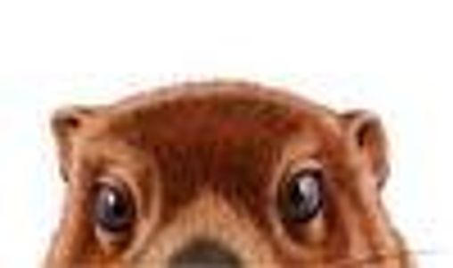 Kitsune Profile Photo