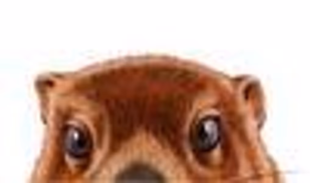 Kitsune profile photo