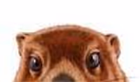 Kitsune Profile Photo