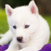 CarlosAlberto Profile Photo