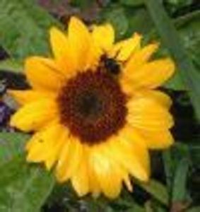 Suedenymes Profile Photo