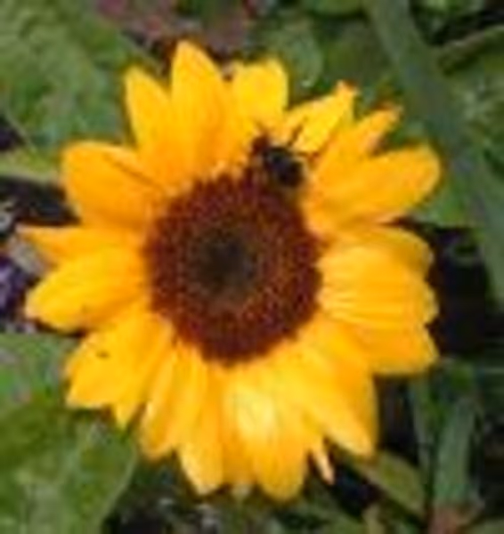 Suedenymes profile photo
