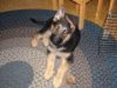 AbbyNormal13 Profile Photo