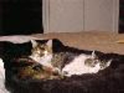 TheGuy Profile Photo