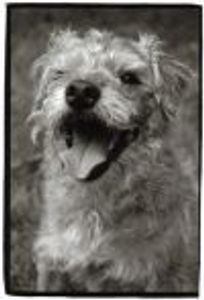 DayDreamer Profile Photo