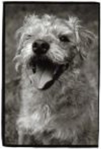 DayDreamer profile photo