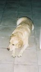 Bailey's Dad Profile Photo