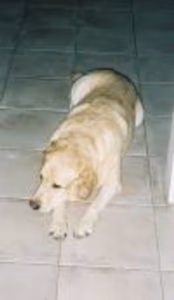 Bailey's Dad profile photo