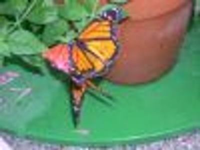 beanboi2 Profile Photo