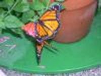 beanboi2 Profile Photo