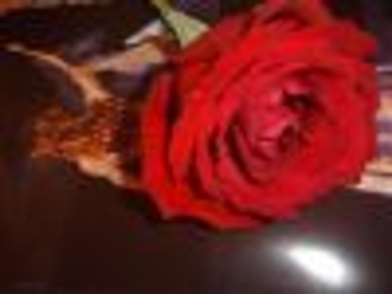 Wickedmeltification profile photo