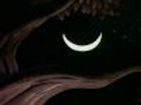 Cheshcat13 Profile Photo