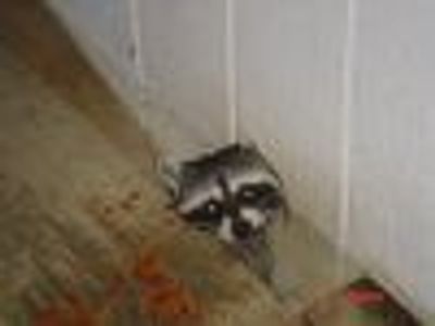 rosesinmay Profile Photo