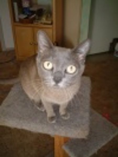 Bluecat profile photo