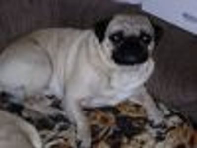 Shakespearean Profile Photo