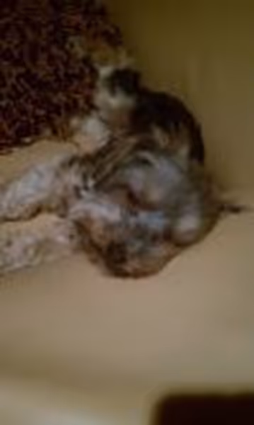 Frankie2 profile photo